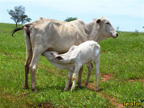 bezerro mamando pau|Oral gostoso com bezerro mamando rola